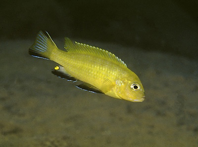 Maylandia sp. 'lime' Membe Point